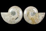 Bargain, Cut & Polished Ammonite Fossil - Madagascar #148055-1